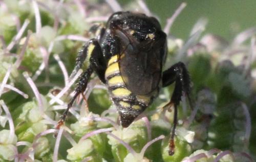 Oxybelus mucronatus